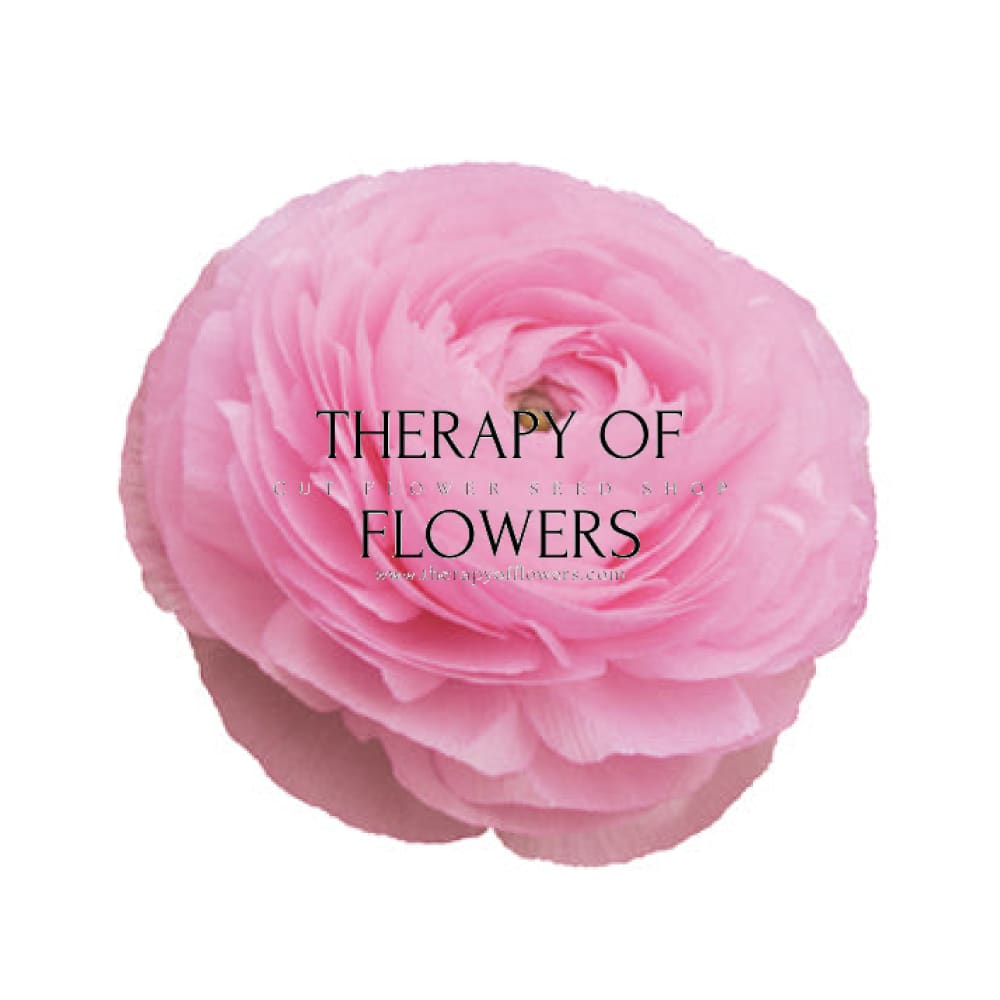 Ranunculus Elegance® ROSA CHIARO 85P B&B |  Italian Ranunculus | Corm size: 4/5 therapyofflowers.com