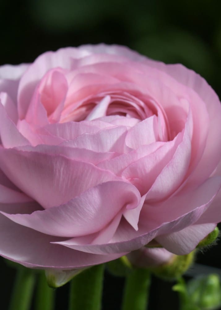 Ranunculus Elegance® ROSA CHIARO 85P B&B |  Italian Ranunculus | Corm size: 4/5 therapyofflowers.com