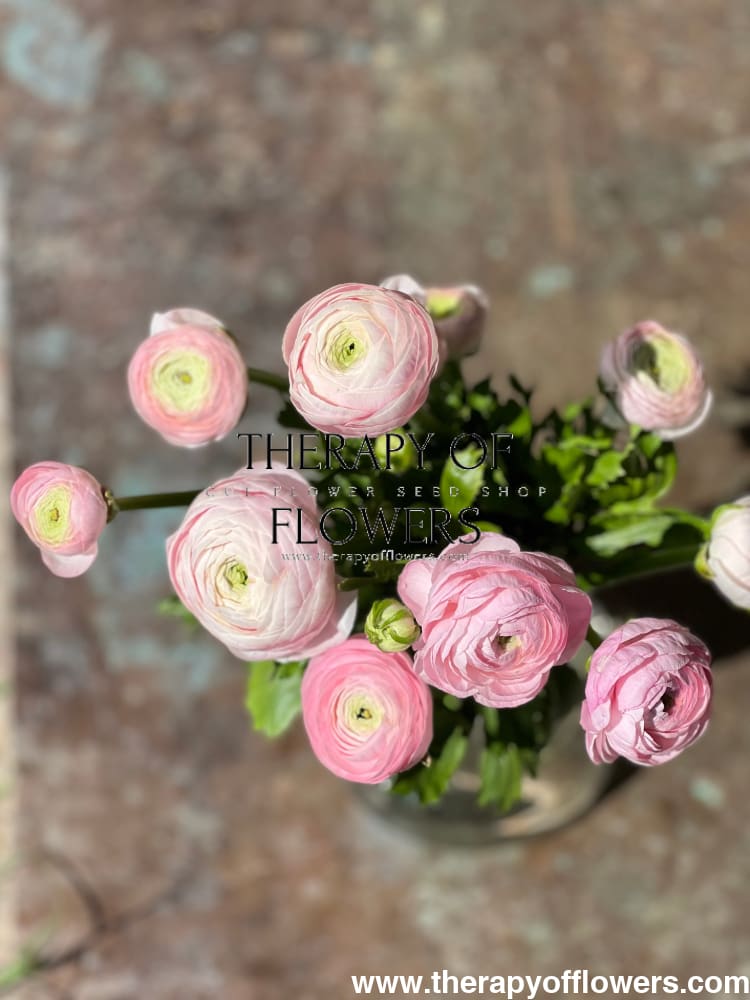 Ranunculus Elegance® ROSA CHIARO therapyofflowers.com
