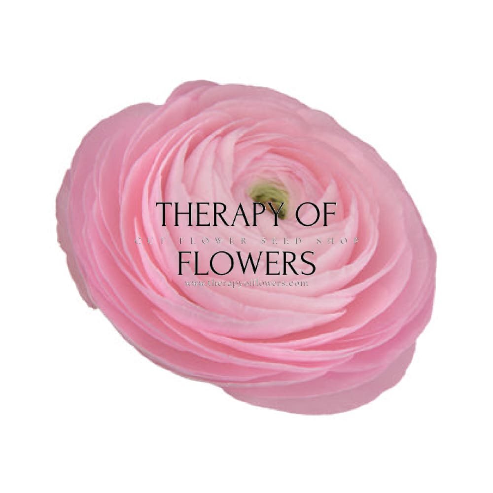 Ranunculus Elegance® ROSA CHIARO therapyofflowers.com