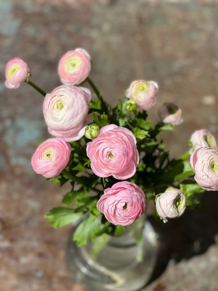 Premium Ranunculus Italian Ranunculus Collection – Elegance® | Premium Ranunculus Corms ...