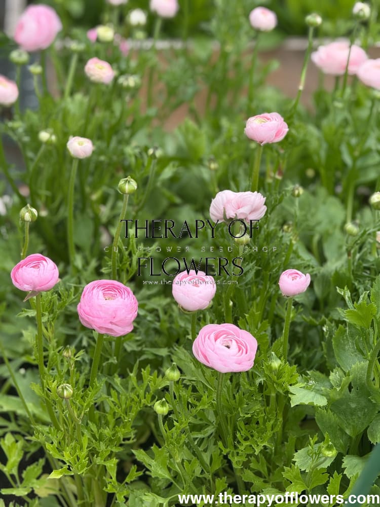Ranunculus Elegance® ROSA CHIARO therapyofflowers.com