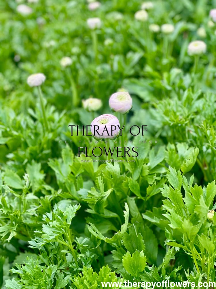 Ranunculus Elegance® ROSA CHIARO therapyofflowers.com