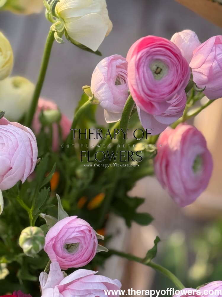 Ranunculus Elegance® ROSA CHIARO therapyofflowers.com