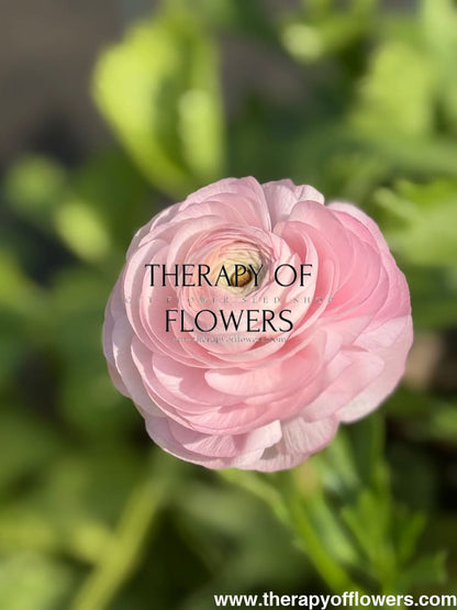 Ranunculus Elegance® ROSA CHIARO therapyofflowers.com
