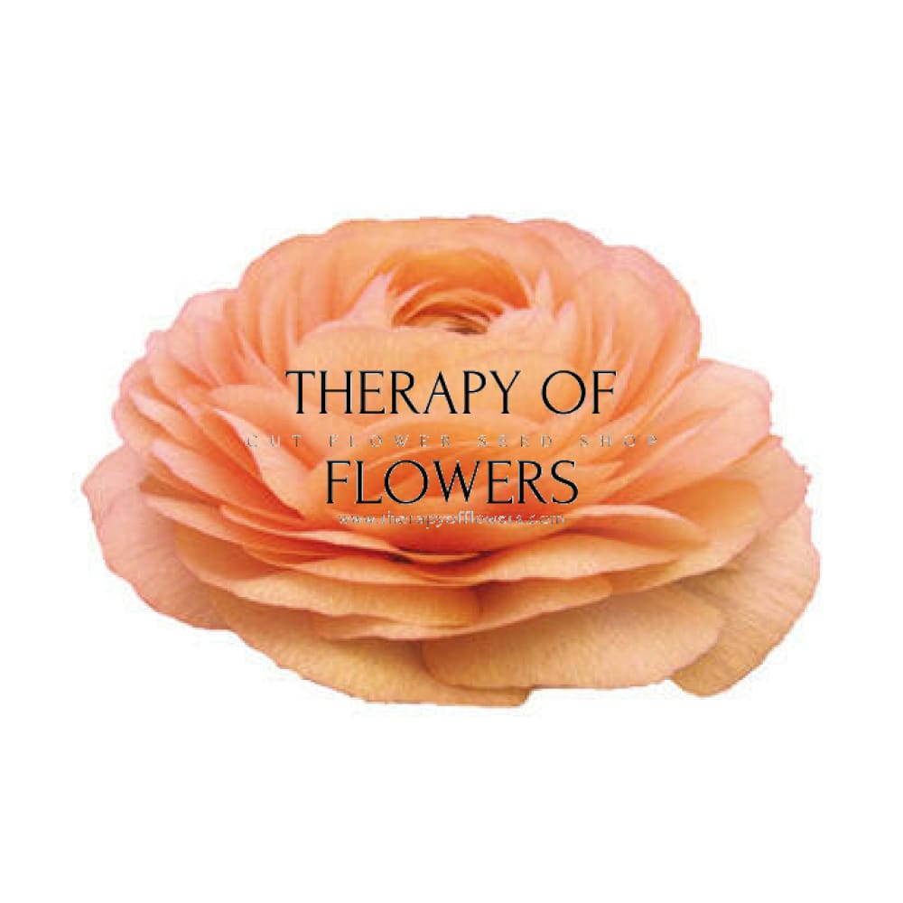 Ranunculus Elegance® SALMONE