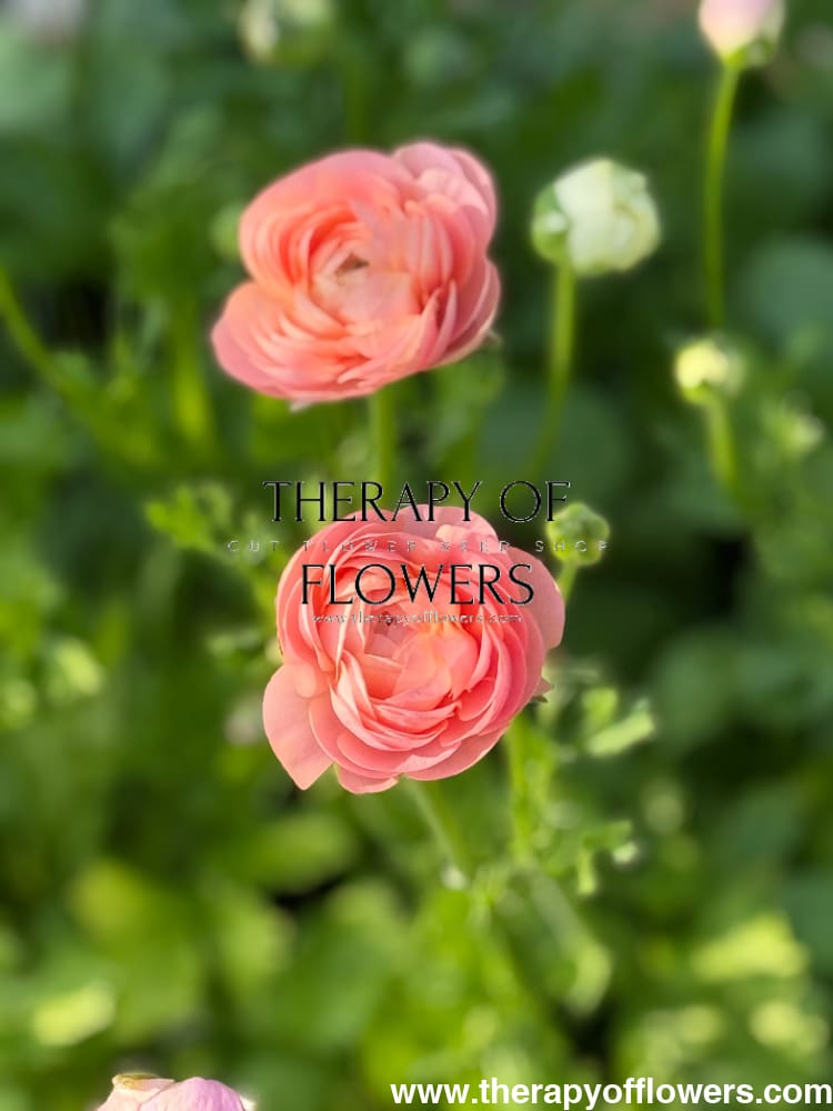 Ranunculus Elegance® SALMONE therapyofflowers.com