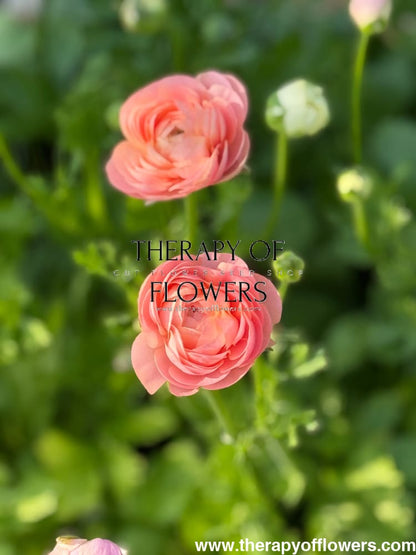 Ranunculus Elegance® SALMONE therapyofflowers.com