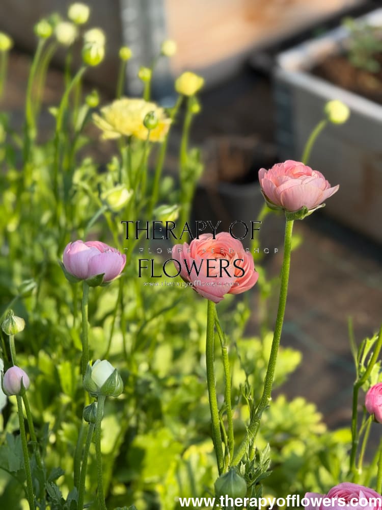 Ranunculus Elegance® SALMONE | Italian Ranunculus | Corm size: 4/5 therapyofflowers.com