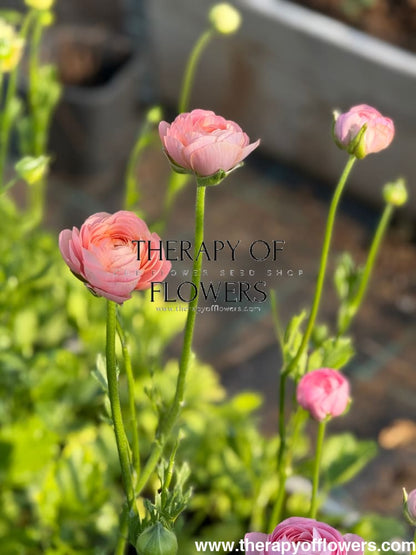 Ranunculus Elegance® SALMONE | Italian Ranunculus | Corm size: 4/5 therapyofflowers.com