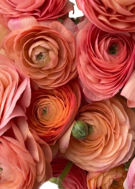 Ranunculus Elegance® SALMONE | Italian Ranunculus | Corm size: 4/5 therapyofflowers.com