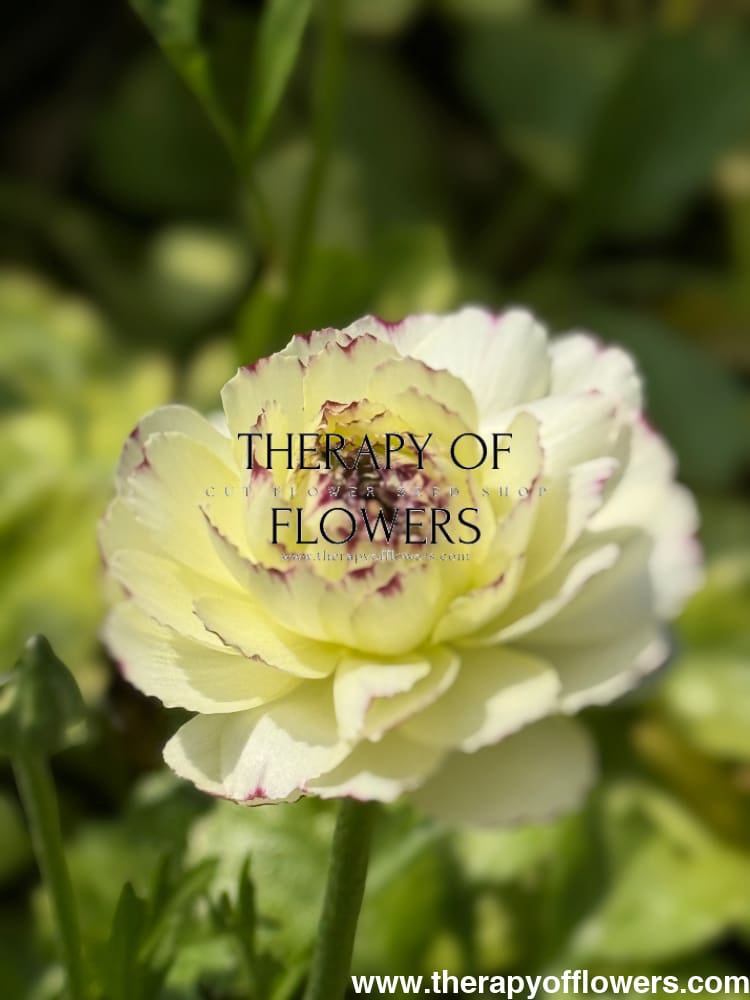 Ranunculus Elegance® STRIATO therapyofflowers.com