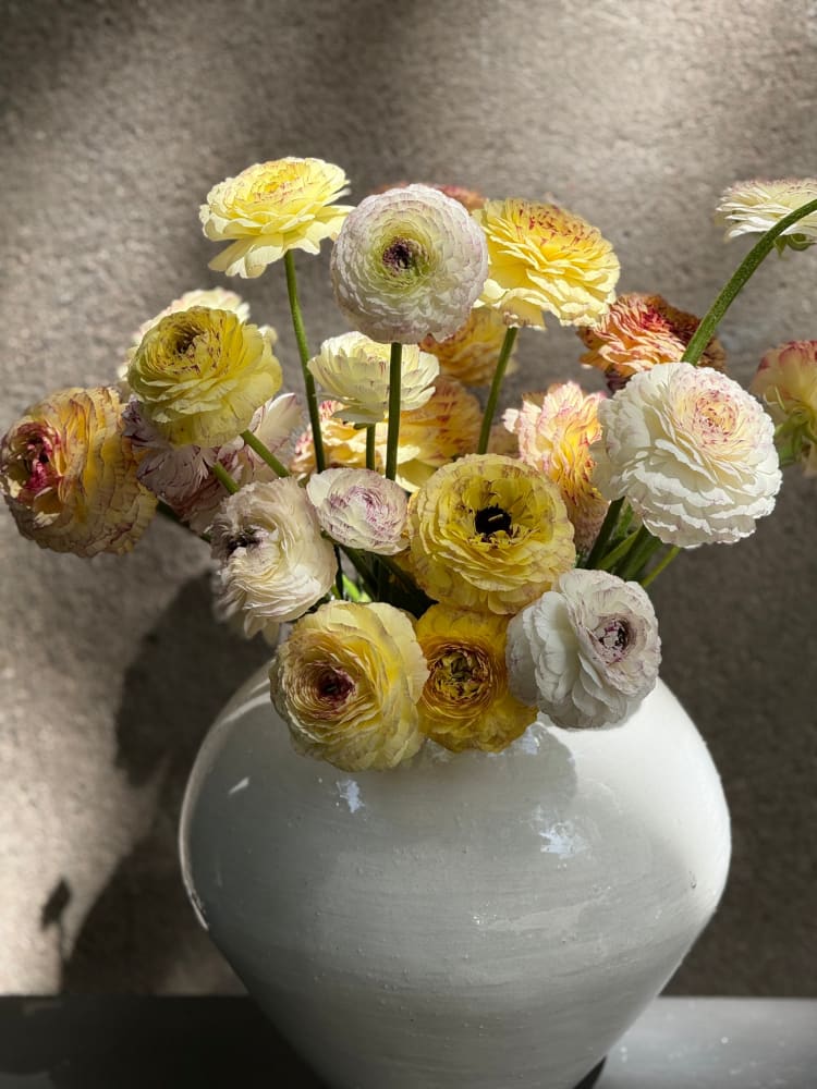 Ranunculus Elegance® STRIATO therapyofflowers.com