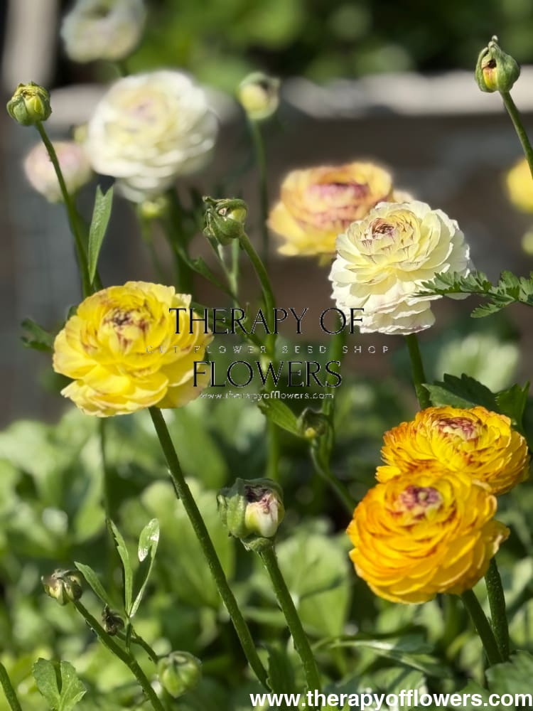 Ranunculus Elegance® STRIATO therapyofflowers.com