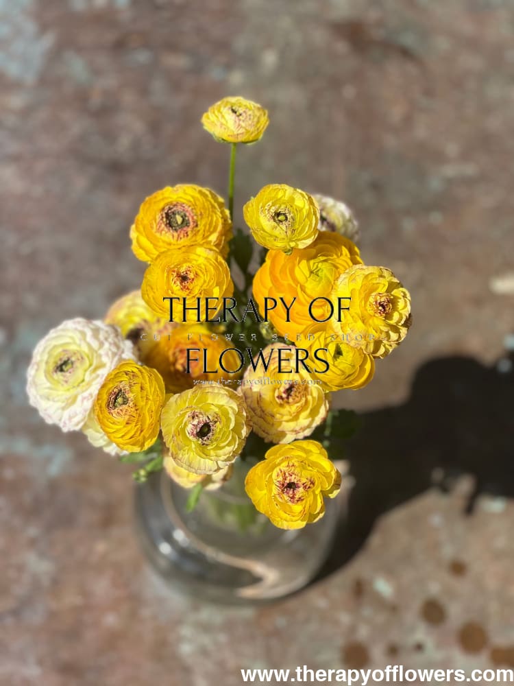 Ranunculus Elegance® STRIATO therapyofflowers.com