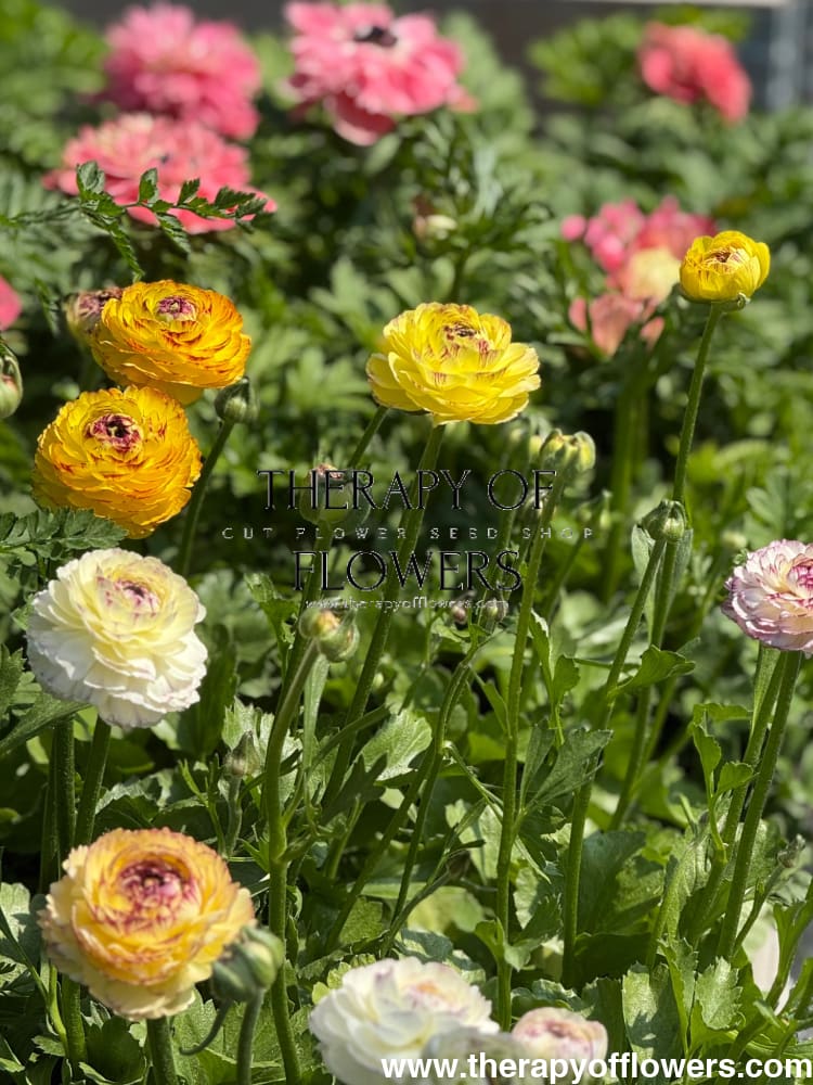 Ranunculus Elegance® STRIATO therapyofflowers.com