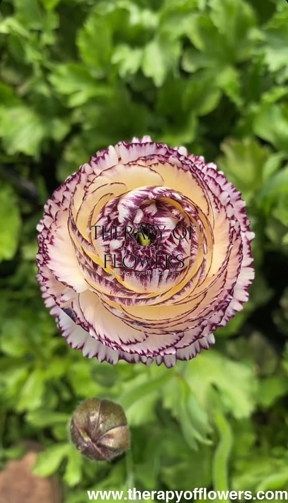 Ranunculus Elegance® STRIATO therapyofflowers.com