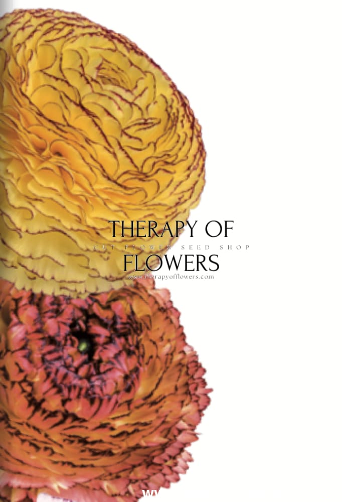 Ranunculus Elegance® STRIATO therapyofflowers.com