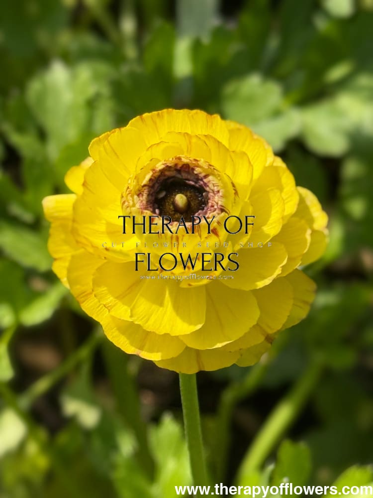 Ranunculus Elegance® STRIATO therapyofflowers.com