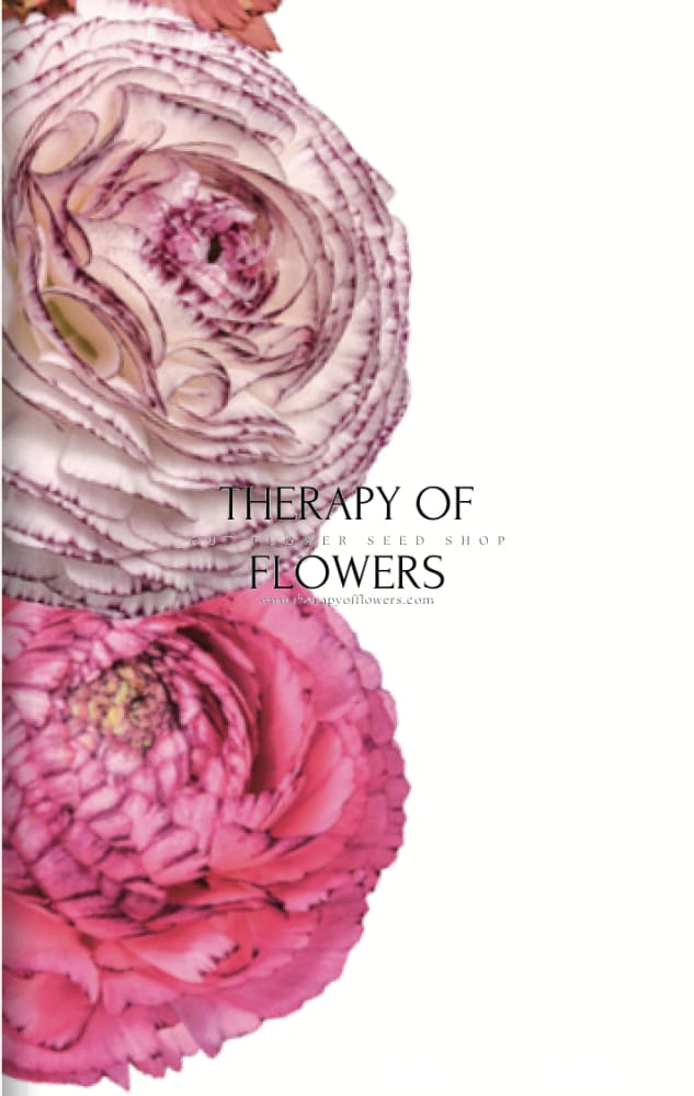 Ranunculus Elegance® STRIATO therapyofflowers.com