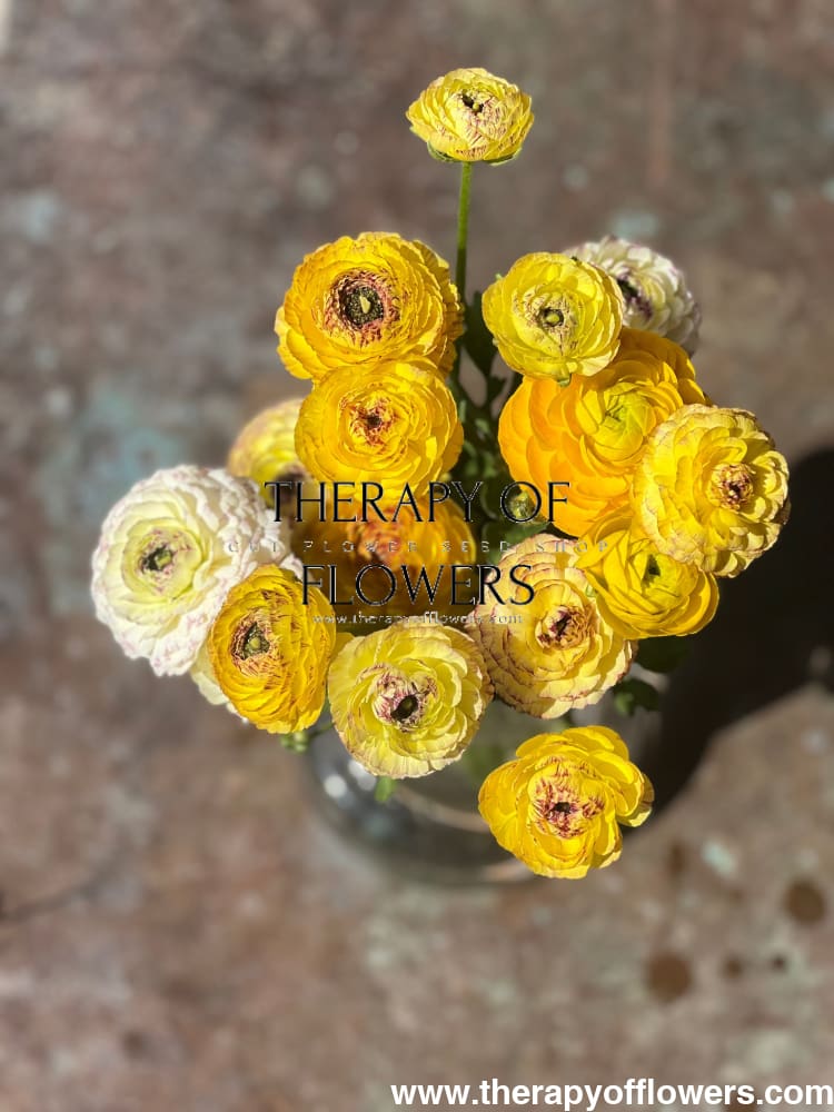 Ranunculus Elegance® STRIATO therapyofflowers.com