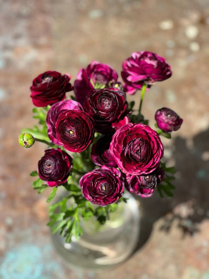 Magenta Ranunculus Italian Ranunculus Collection – Elegance® | Premium Ranunculus Corms ...
