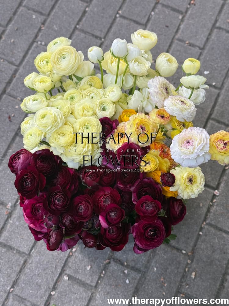 Ranunculus Elegance® VIOLA | Italian Ranunculus | Corm size: 4/5 therapyofflowers.com