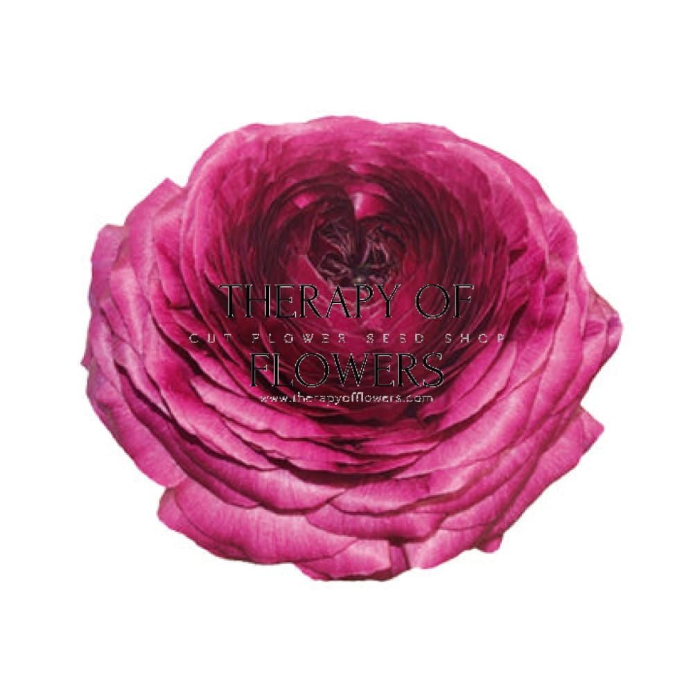 Ranunculus Elegance® VIOLA therapyofflowers.com