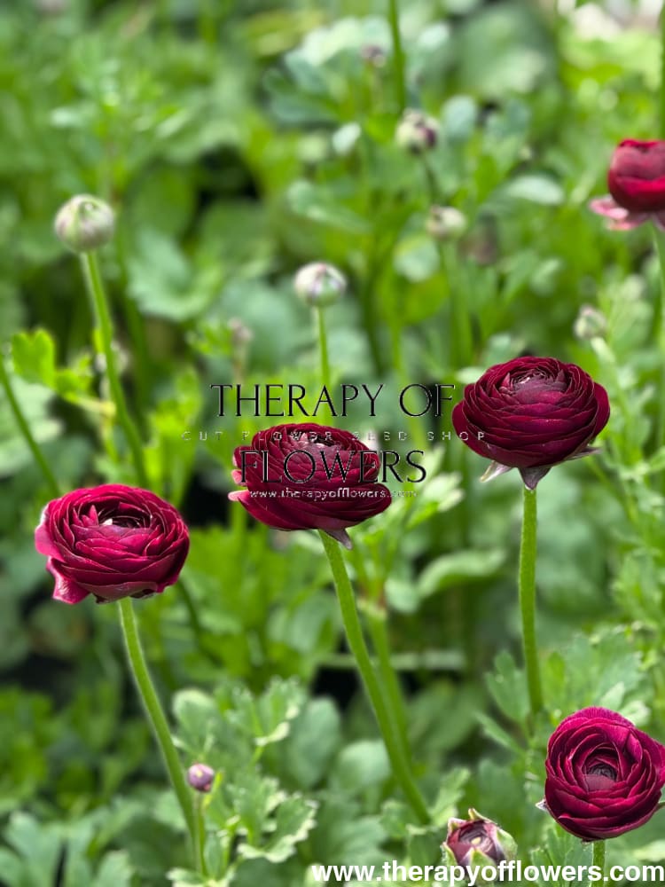 Ranunculus Elegance® VIOLA therapyofflowers.com