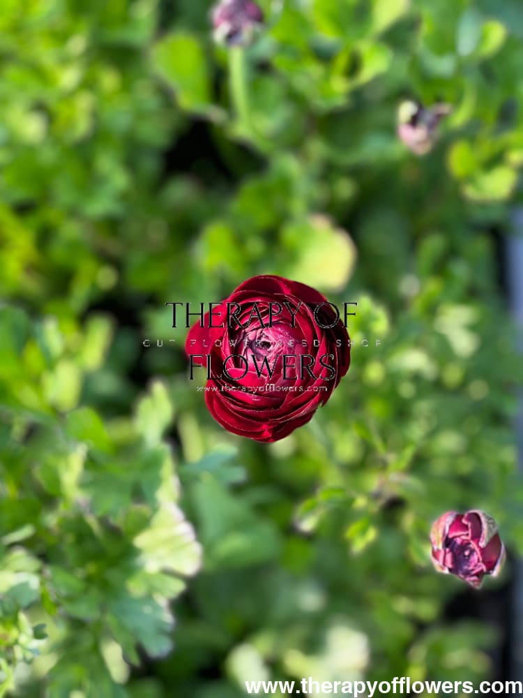 Ranunculus Elegance® VIOLA therapyofflowers.com