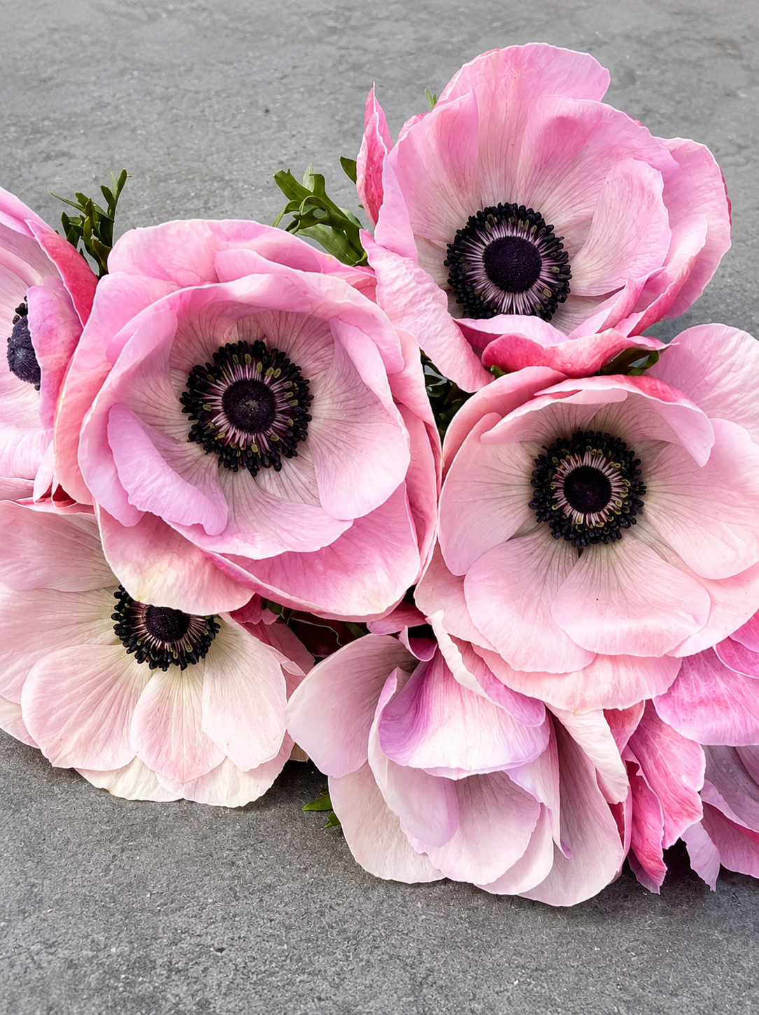 Anemone Mistral Plus® RARITY | Italian Anemone | Corm size: 4/5 therapyofflowers.com