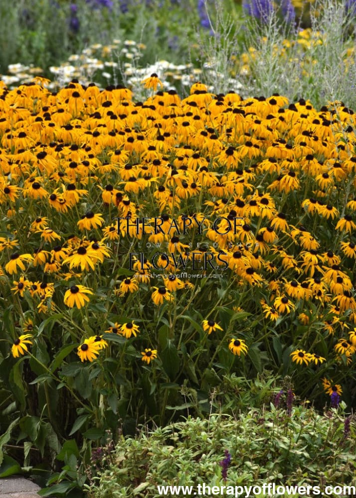 Rudbeckia Fulgida Goldblitz therapyofflowers.com