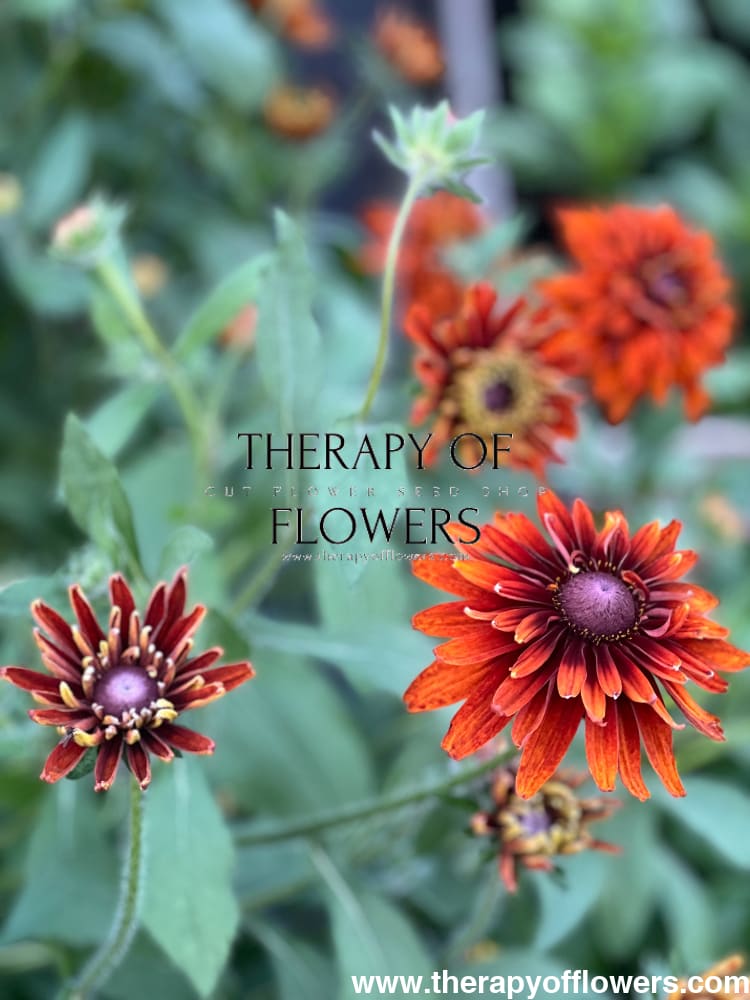 red flower with black seeds Rudbeckia hirta 'Cherokee Sunset'