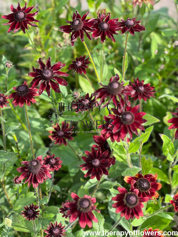 Rudbeckia hirta Cherry Brandy therapyofflowers.com