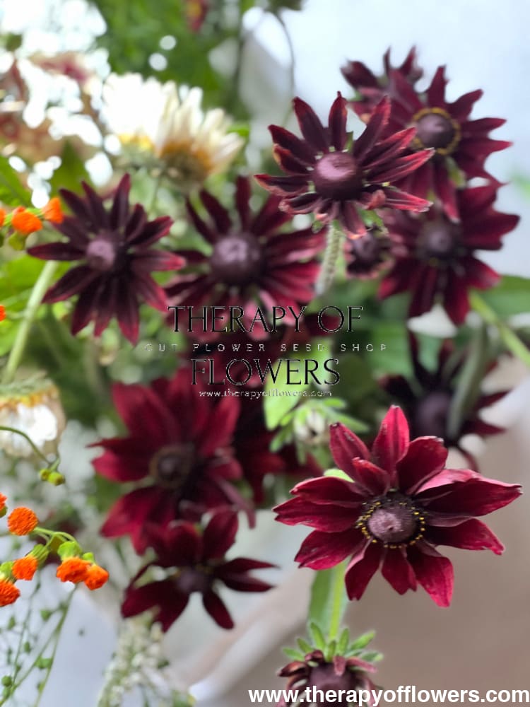 Rudbeckia hirta Cherry Brandy therapyofflowers.com