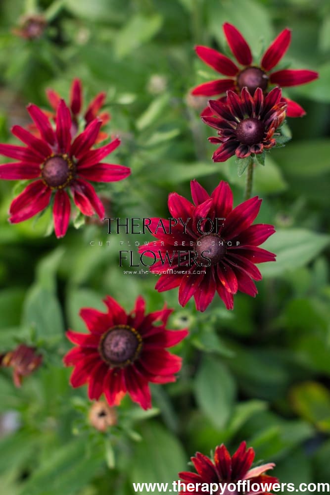 Rudbeckia hirta Cherry Brandy therapyofflowers.com