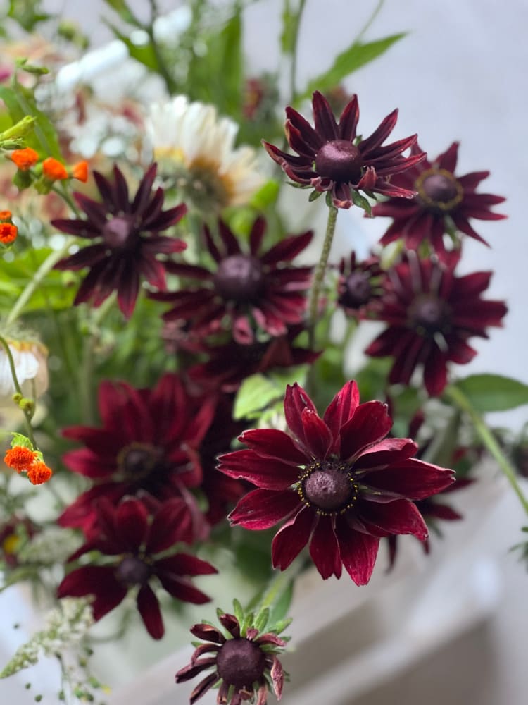 Rudbeckia hirta Cherry Brandy therapyofflowers.com