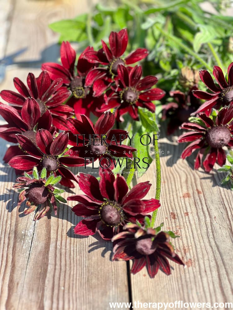 Rudbeckia hirta Cherry Brandy therapyofflowers.com