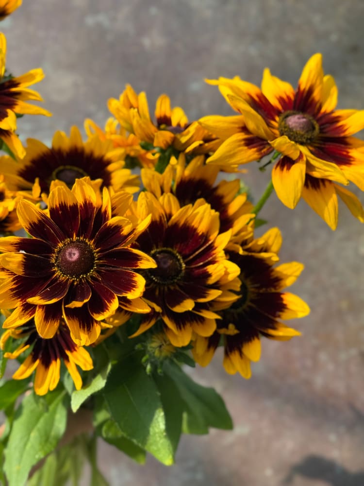 Rudbeckia hirta Denver Daisy | Black-Eyed Susan | Pelleted seeds