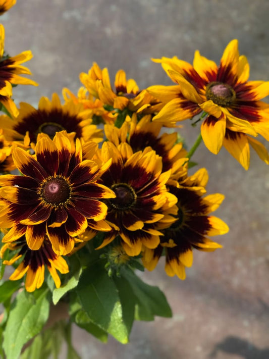 Rudbeckia hirta Denver Daisy | Black-Eyed Susan | Pelleted seeds