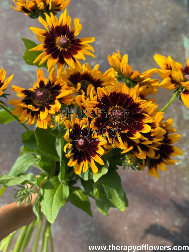 Rudbeckia hirta Denver Daisy | Black-Eyed Susan | Pelleted seeds