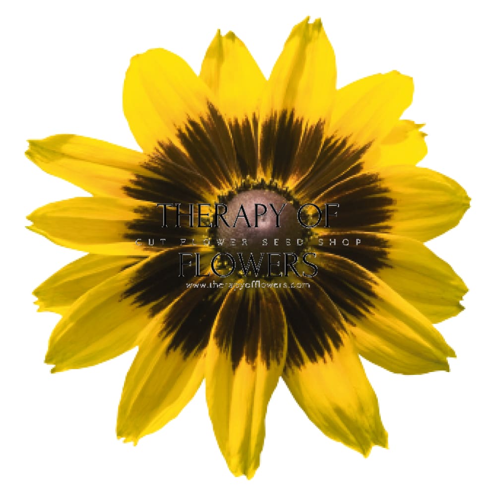 Rudbeckia hirta Denver Daisy therapyofflowers.com