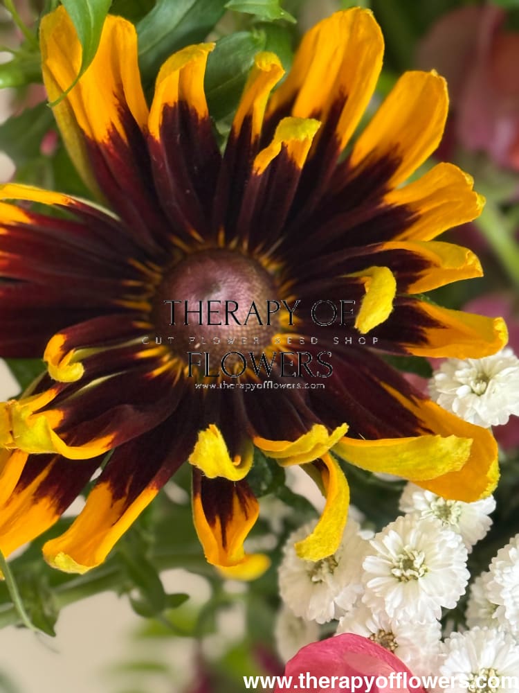 Rudbeckia hirta Denver Daisy | Black-Eyed Susan | Pelleted therapyofflowers.com