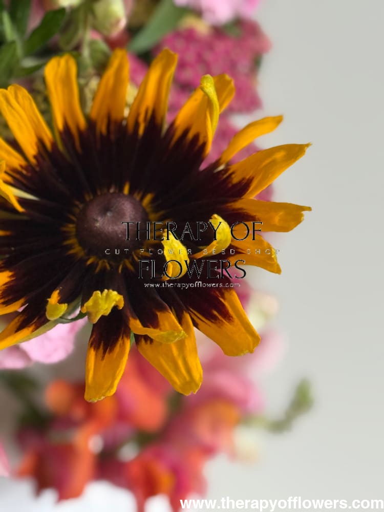 Rudbeckia hirta Denver Daisy | Black-Eyed Susan | Pelleted therapyofflowers.com
