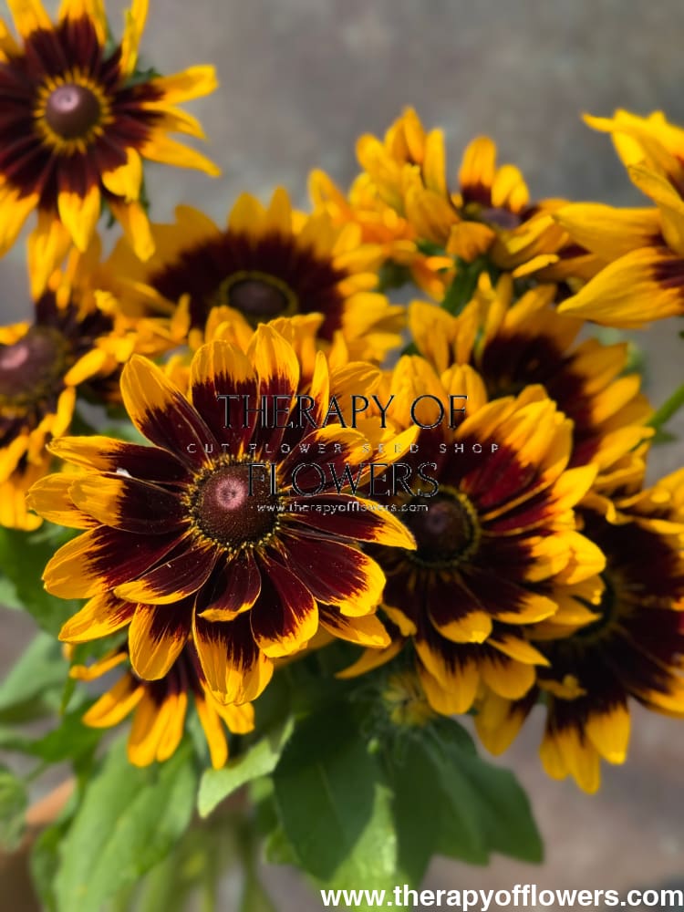 Rudbeckia hirta Denver Daisy | Black-Eyed Susan | Pelleted seeds