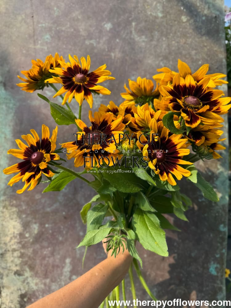 Rudbeckia hirta Denver Daisy | Black-Eyed Susan | Pelleted seeds