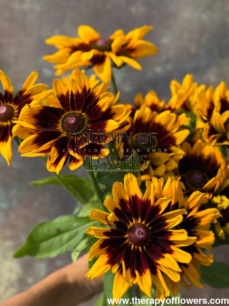 Rudbeckia hirta Denver Daisy | Black-Eyed Susan | Pelleted seeds