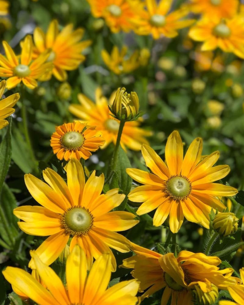 Rudbeckia hirta Prairie Sun | Black-Eyed Susan | Cut Flower therapyofflowers.com