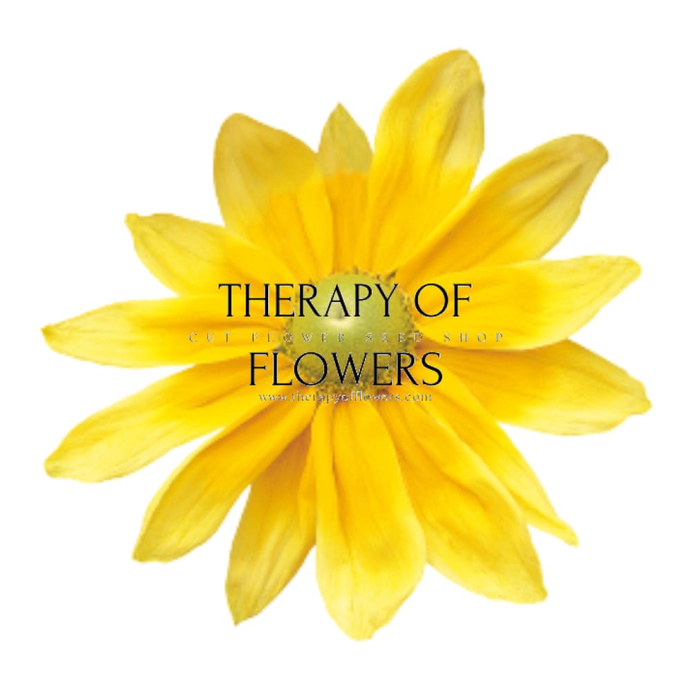 Rudbeckia hirta Prairie Sun | Black-Eyed Susan | Pelleted therapyofflowers.com