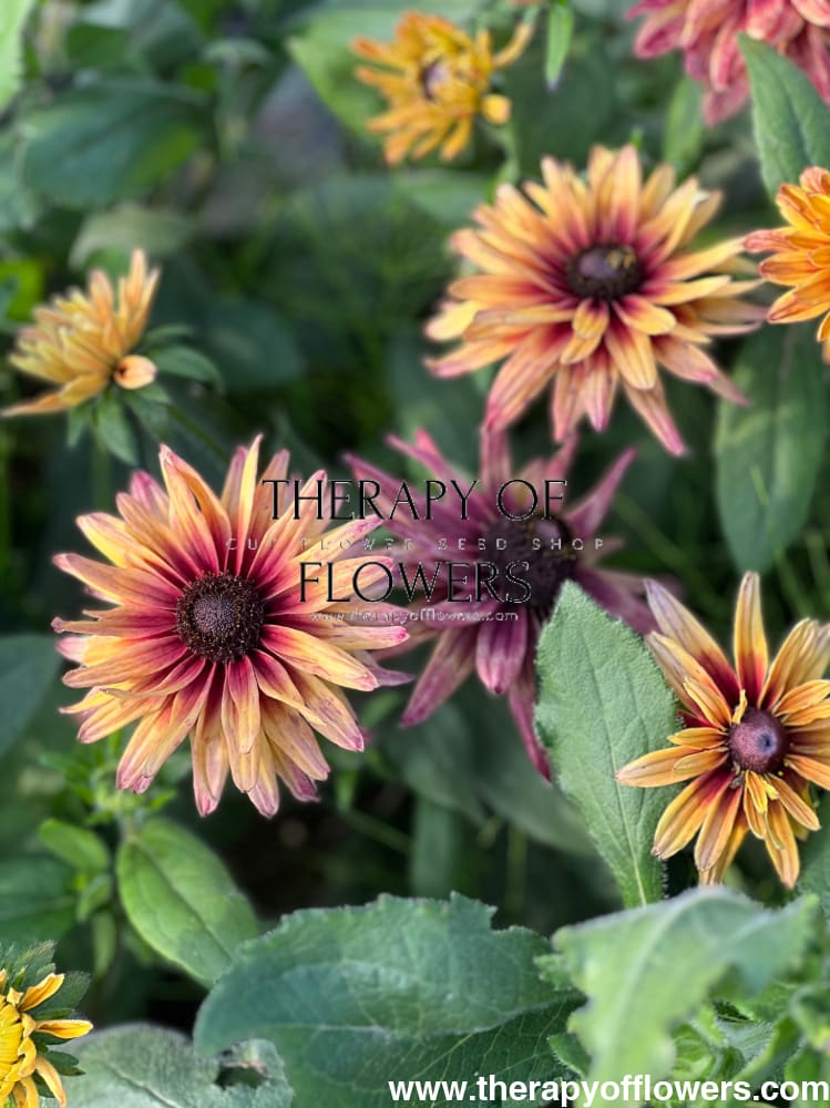 Rudbeckia hirta Sahara therapyofflowers.com